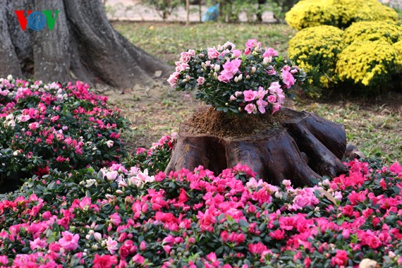 Spring flowers blossoming around Hanoi Lake - ảnh 7